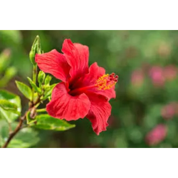   Fresh Hibiscus Flowers